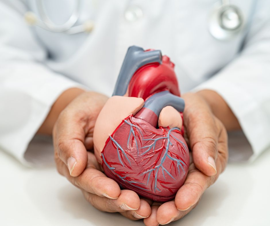 santé cardiovasculaire